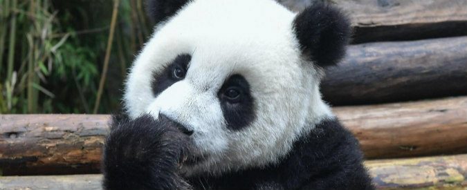 panda